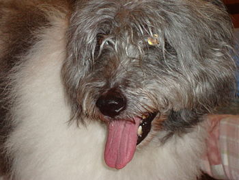 Old English Sheepdog