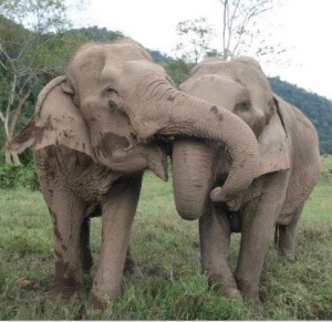 Helping Elephants and Crowdspeak Fr Larry's Twitter Pal Daily Jan 4